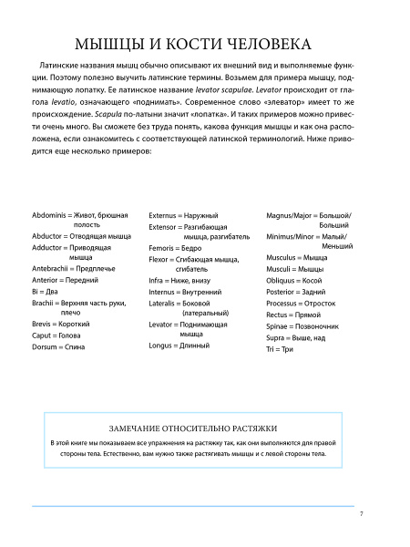 Анатомия лечебной растяжки