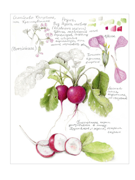 Ботаническая иллюстрация с удовольствием