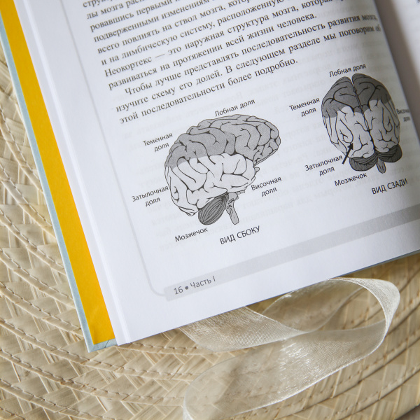 Как подготовить мозг ребенка к обучению