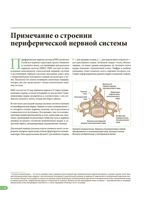 Анатомия мышц: иллюстрированный справочник
