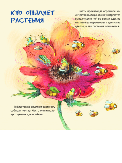 Израиль. Страна анемонов