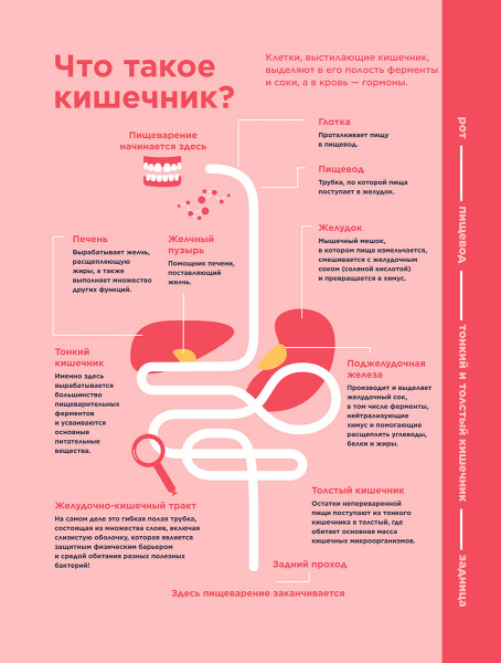 Ох уж этот кишечник. Путеводитель по пищеварительному тракту и его обитателям