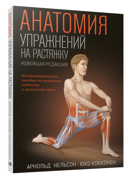 Анатомия упражнений на растяжку