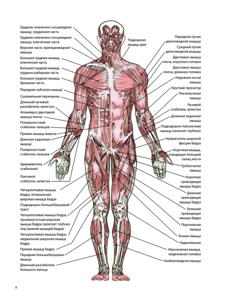 Анатомия лечебной растяжки