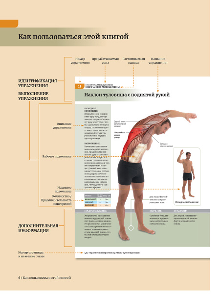 Анатомия растяжки и 100 базовых упражнений