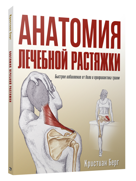 Анатомия лечебной растяжки