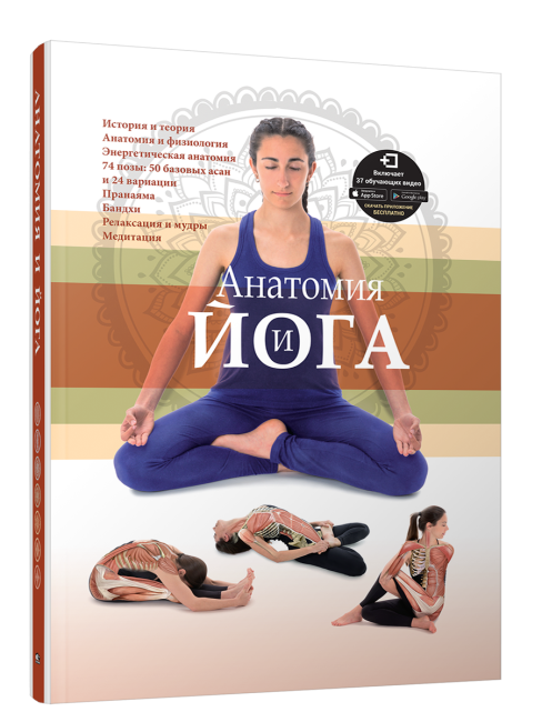 Анатомия и йога