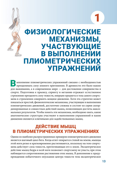 Анатомия плиометрики